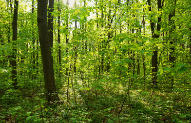 Sunlight in the green forest, spring time