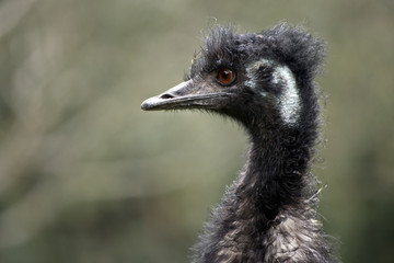 Australian emu