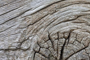 Texture of an old chestnut trunk with cracks and knot