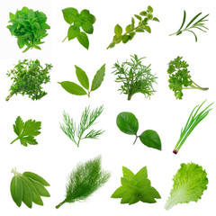 set of herbs isolated on white background