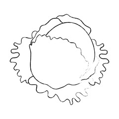 fresh lettuce leafs healthy food vector illustration design