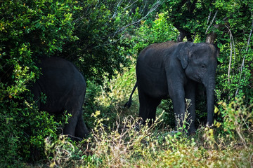 Small asian elephant standing in national park in Sri lanka.
