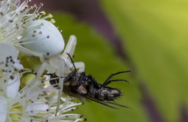 White crab spider Misumen vatia and its insect prey ount. On a white spirea flower.