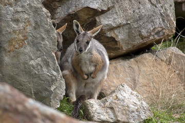 yellow footed rock wallaby