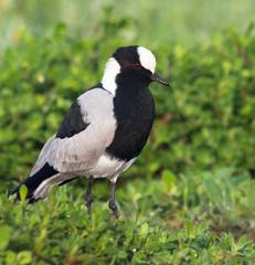 Blacksmith Plover / Lapwing