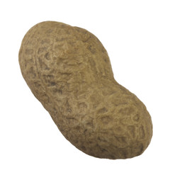 peanut isolated on white background