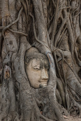 Buddha head Wat Mahathat (Old temple) in Ayutthaya World Heritage 