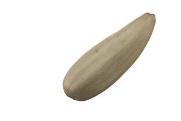 white seed of sunflower isolated on white background