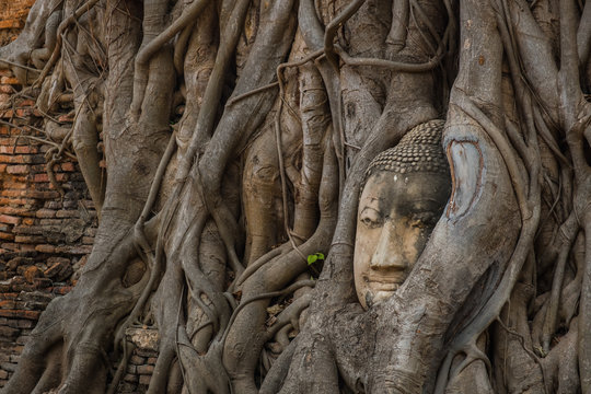 Buddha head Wat Mahathat (Old temple) in Ayutthaya World Heritage 
