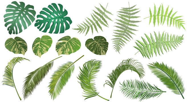 Frond leaves. Set of fern, palm, monstera and tropical vine leaves for floral design, realistic vector illustrations.