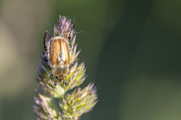 Japanese beetle on a grassy grass. Agricultural pest.