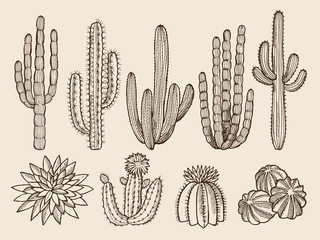 Sketch hand drawn illustrations of cactuses and various wild plants