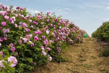 Obraz premium Bułgarska dolina róż w pobliżu Kazanlak. Pola Rose Damascena.