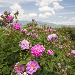 Fototapeta premium Bułgarska dolina różana w pobliżu Kazanlaka. Różane pola Damascena. Makro, z bliska