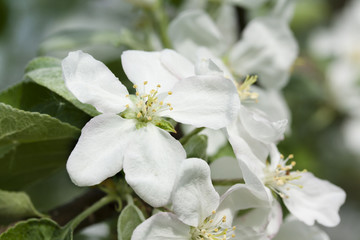Fototapeta premium Beautiful apple tree blossom in nature.