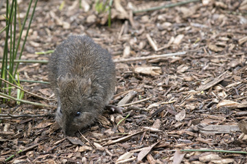 long nosed potoroo