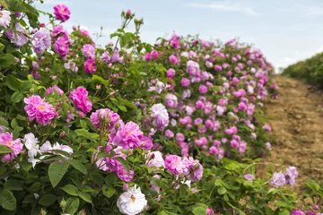 Poster de jardin Roses Bulgarian rose valley near Kazanlak. Rose Damascena fields.