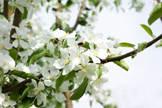 Beautiful apple tree blossom in nature.