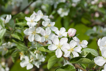 Beautiful apple tree blossom in nature.