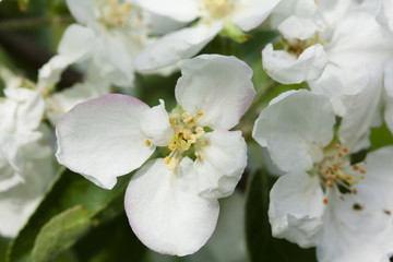 Fototapeta premium Beautiful apple tree blossom in nature.
