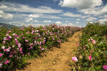 Bulgarian rose valley near Kazanlak. Rose Damascena fields.