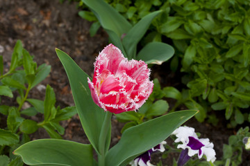 Terry pink tulip growing in the garden on green background