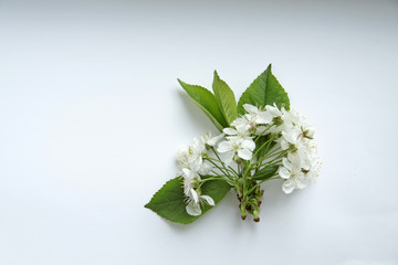  cherry flowers on a white background