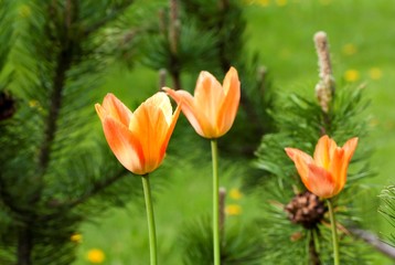 Orange tulip growing in the garden on green background