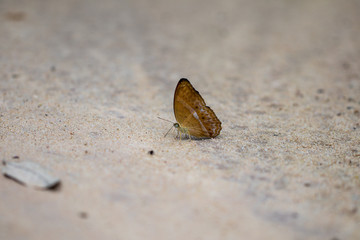 A beautiful butterfly in the nature background