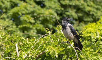 A eurasian magpie, sitting on a thin branch, also known as common magpie. Pica pica