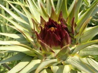 Spanische Artischocke_R