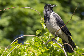 A eurasian magpie, sitting on a thin branch, also known as common magpie. Pica pica