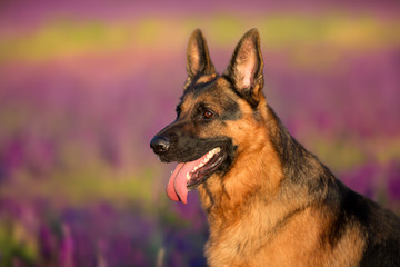 German shephard dog portrait in flowers meadow