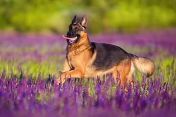 German shephard dog running in flowers meadow