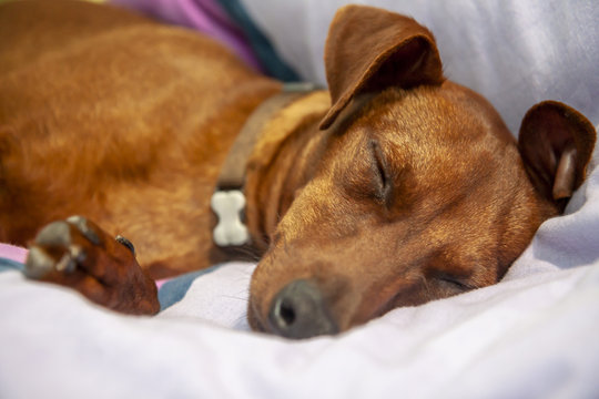 Miniature pinscher dog sleeping on a carpet