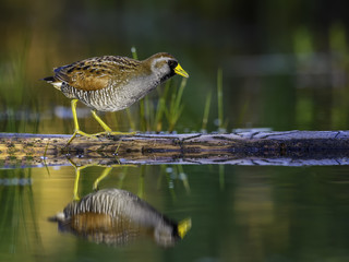 Sora Rail or Sora Crake