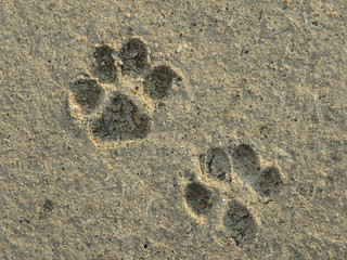 Pair of dog paw prints in the sand 