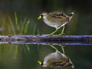 Sora Rail or Sora Crake with Reflection