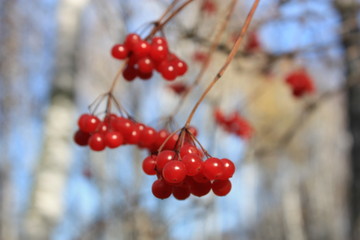 Fototapeta na wymiar Grapes red berries