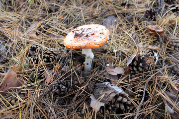 Amanita among pine needles and cones closeup. Macro mushroom "Amanita".