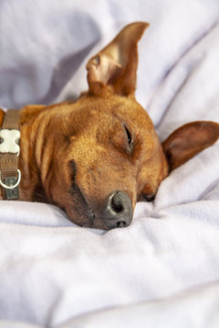 Miniature pinscher dog sleeping on a carpet