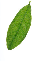 Fototapeta premium green fresh leaf of honeysuckle isolated on white background