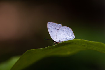 A beautiful butterfly in the nature background