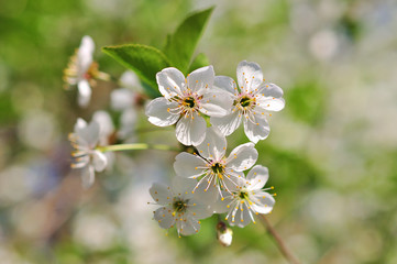 Cherry blossom in spring
