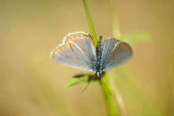 moth macro on a green blade of grass