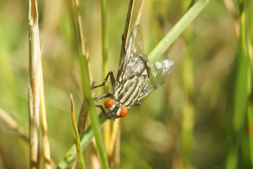 big gray fly macro on nature