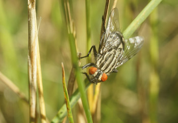 big gray fly macro on nature