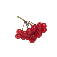 bunch of viburnum isolated on white background