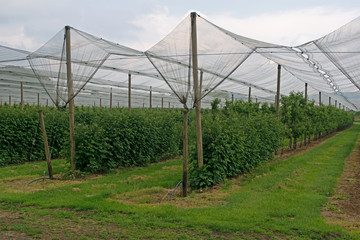 apple plantation net protection