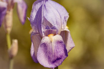 Purple Iris in sof light